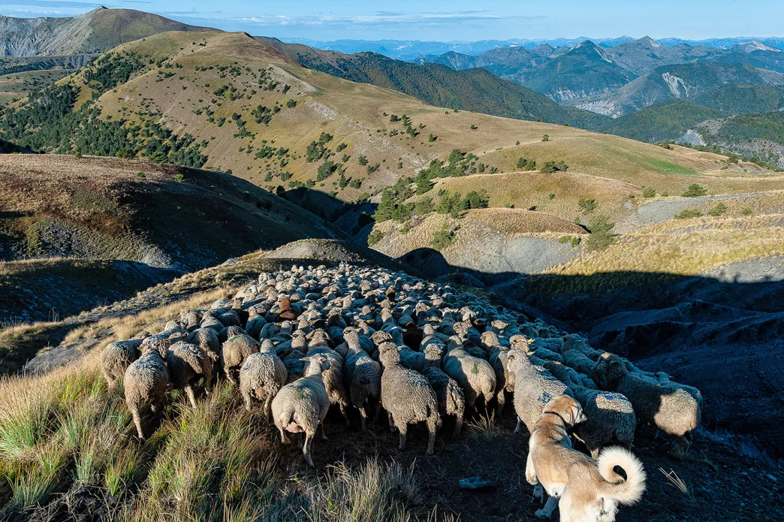 pastoralisme vers Auzet ©AD04-Raoul Getraud