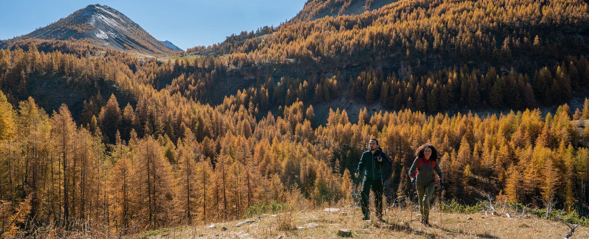 Randonnée dans les mélèzes dans le Val d'Allos ©AD04-Rogier Van Rijn