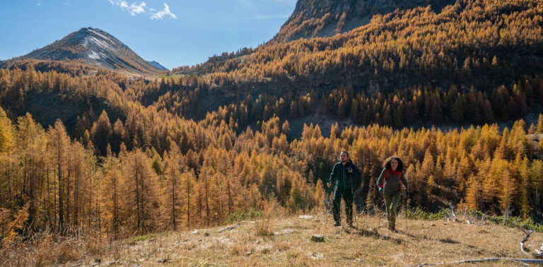 Randonnée dans les mélèzes dans le Val d'Allos ©AD04-Rogier Van Rijn